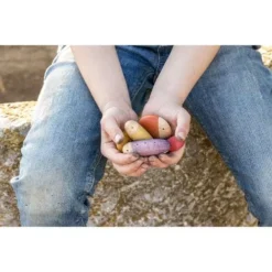 Grapat Houten Insecten (18st) -Poppenwinkel grapat houten insecten 18st 4